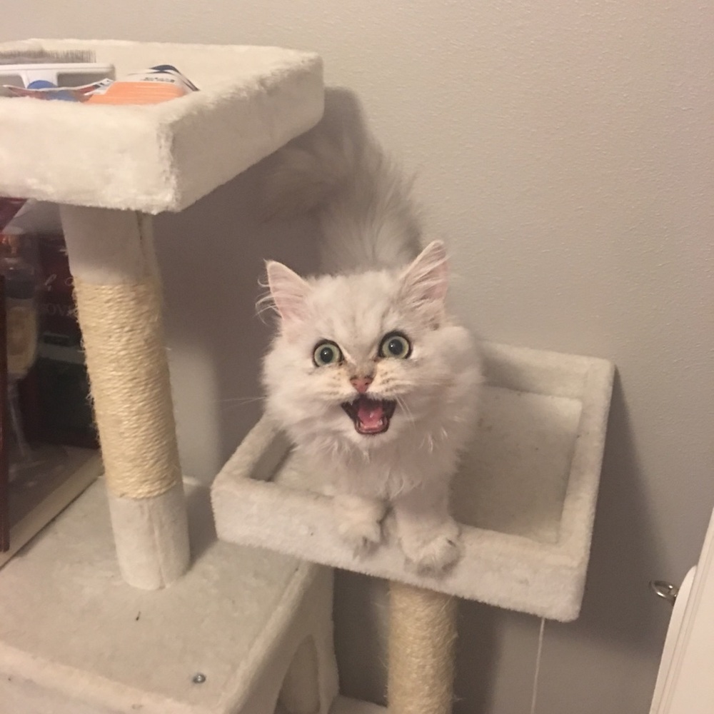 Meet your Posher, Angelia